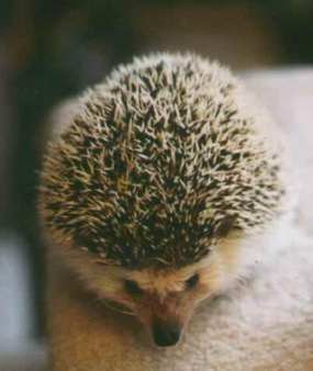 Ежик Лесной