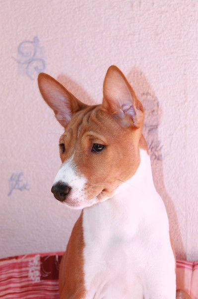 Татьяна Лосева