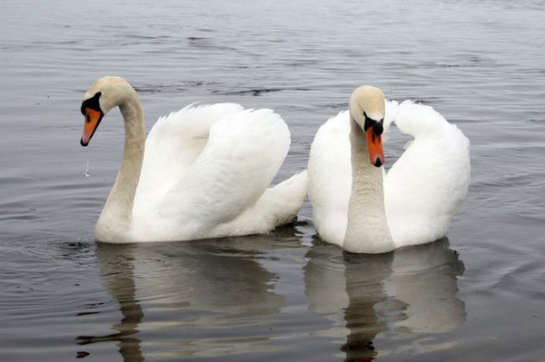 Любовь Савчук