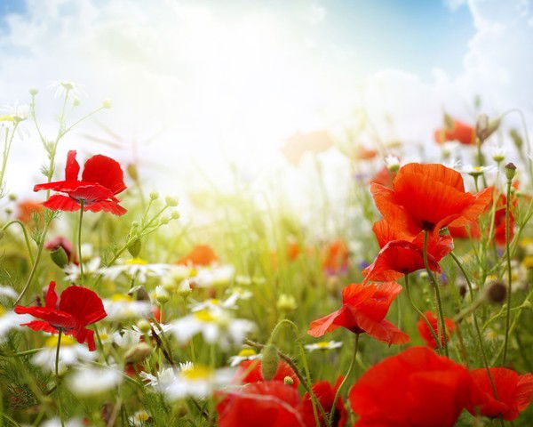 Елена Савенкова