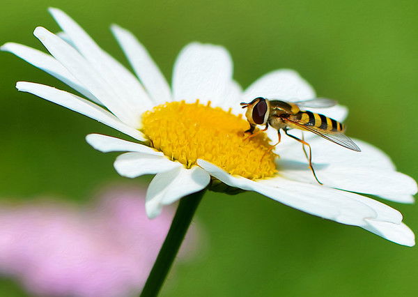 Елена Гиниятуллина