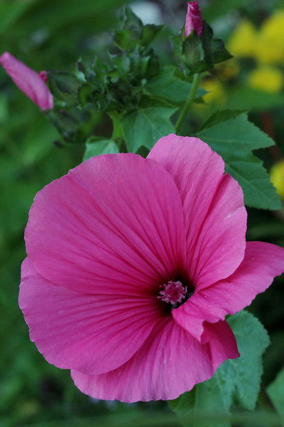 Too Taraz-Dizain Нишанбаева