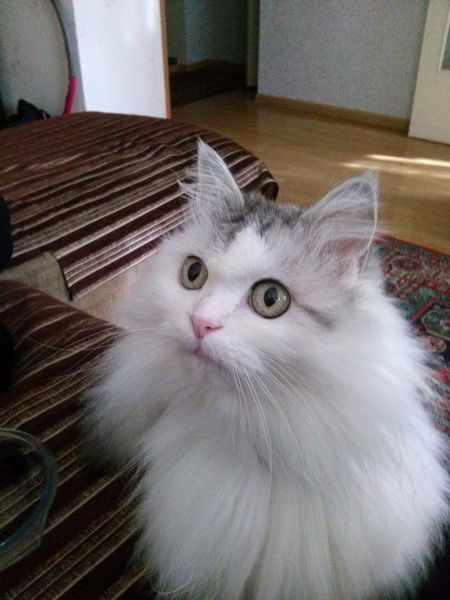 Ирина Исаева