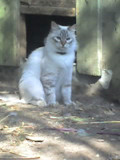 Руслан Погорелый