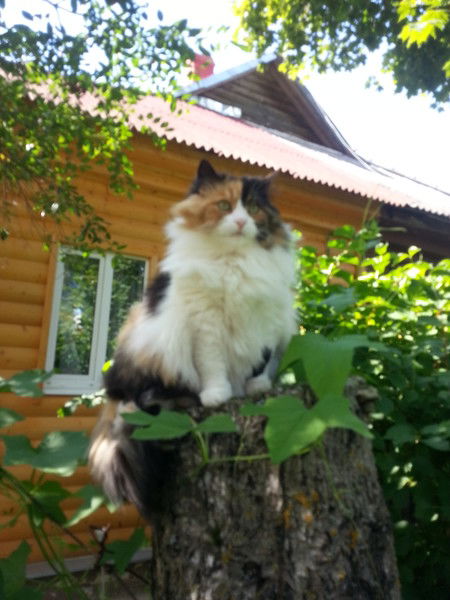 Ольга Цуркан