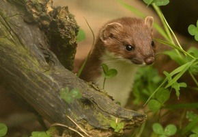 Татьяна Коростелева