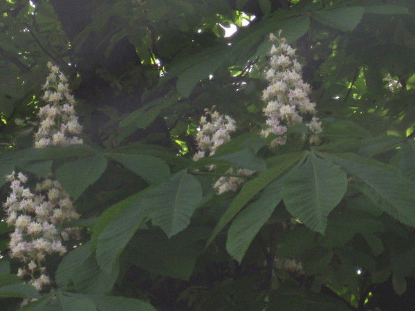 Юлия Гатальская