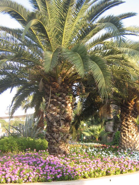 Нина Суббтина