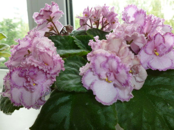 Альбина Мошина