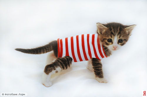 Екатерина Курощупова