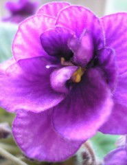 Лида Карпова