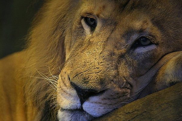 Максим Тимченко