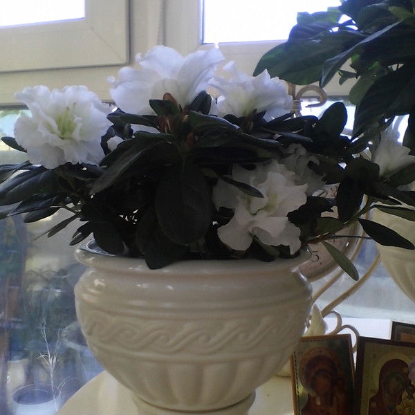 Светлана Р.