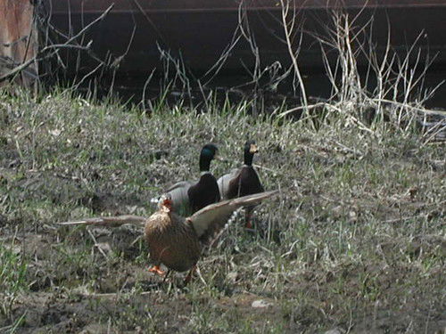 Предприятие Бухгалтерия