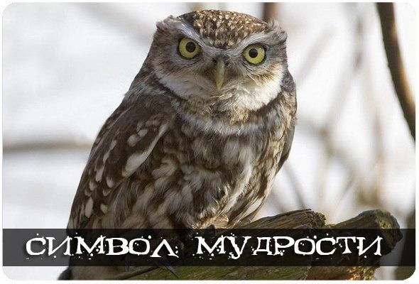 Гинеколог Гинеколог