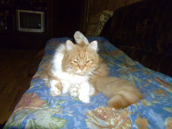 Шерстяной Только Тюряга