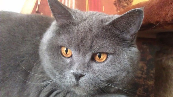 Оксана Солдатова