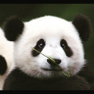 Иван Клещенко