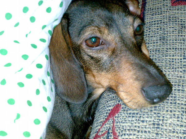 Максим Казагачев