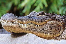 Alligator .