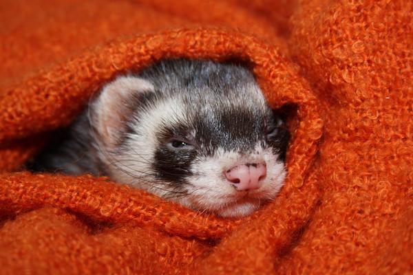 Евгений Гудков