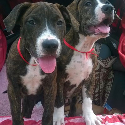 Елена Софийчук