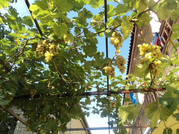 Надежда Никитина