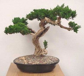 Данила Бушуев