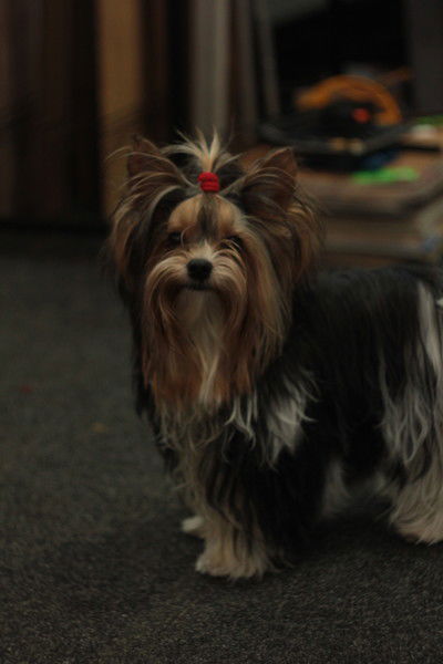 Инна Шашахметова