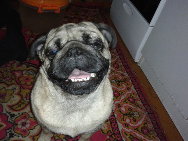 Алексей Гудушаури