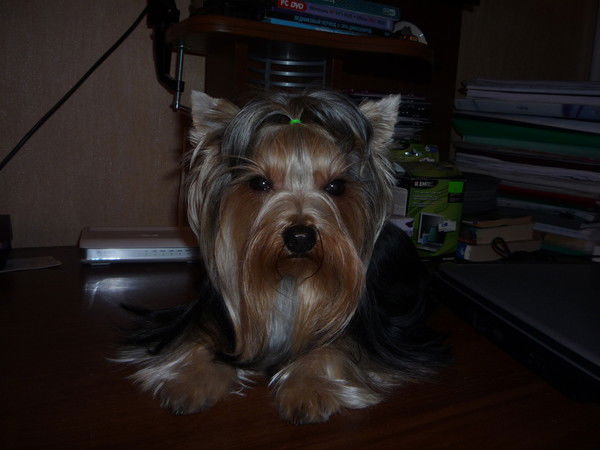 Александр Сова