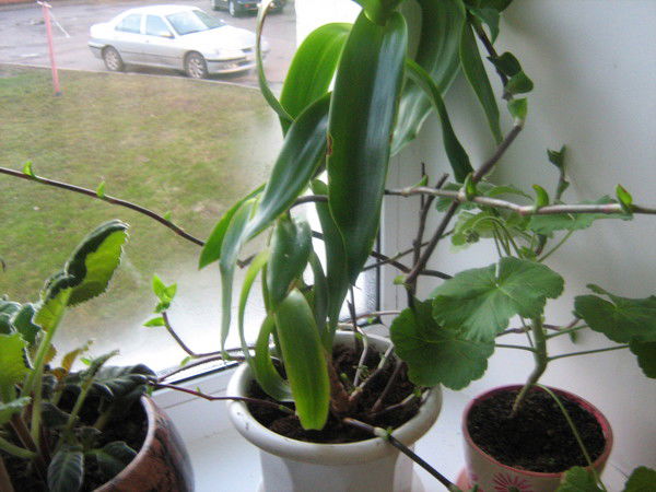 Людмила Скоблик