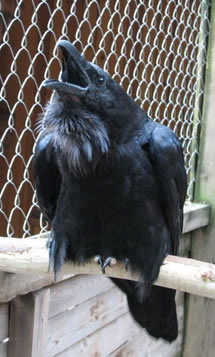 Вячеслав Попов