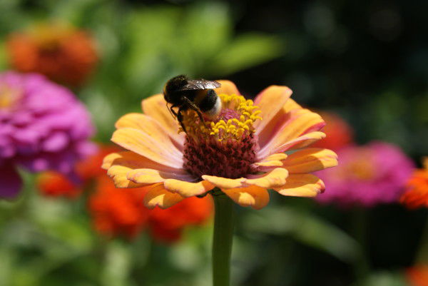 Лилия Гросу