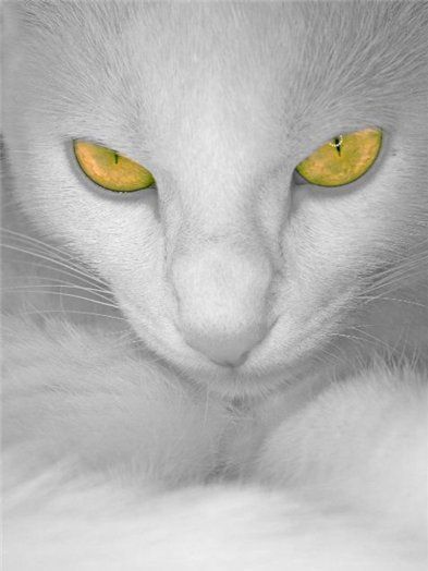 Никифорова Мария