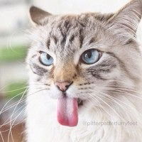 Николай Калошин