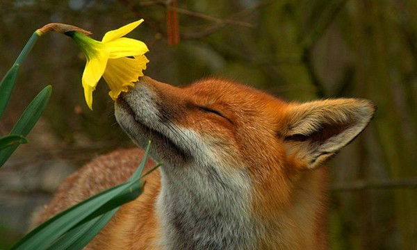 Татьяна Пехова