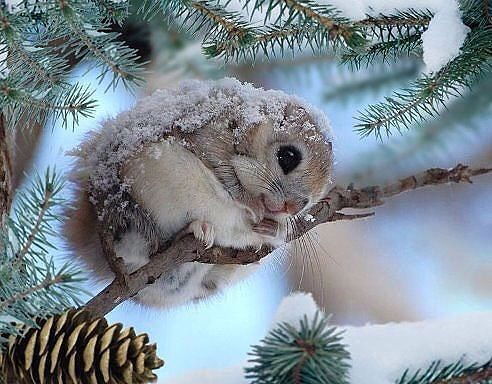 Людмила Згинник (Кухар)