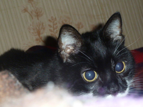 Анюта Комарова