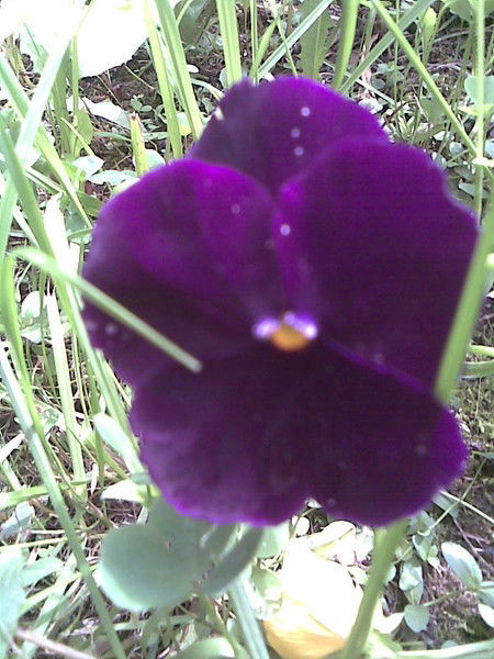 Любовь Овсянникова