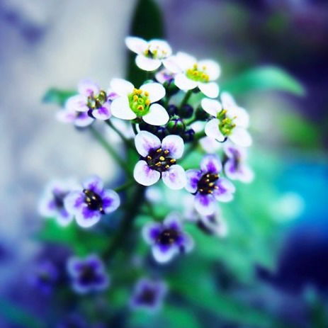 Анна Баканёва