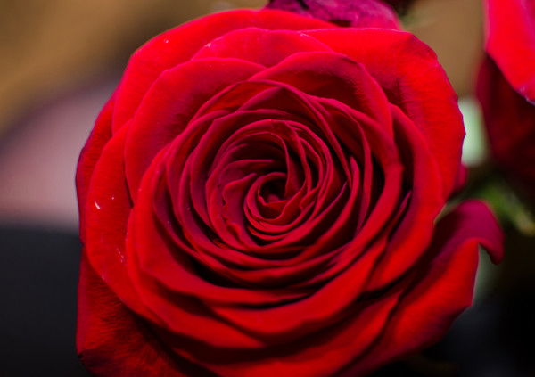 Олесенька Александровна