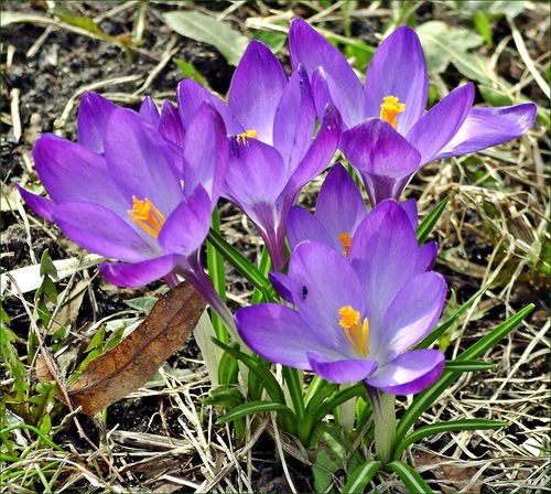 Новикова Ирина