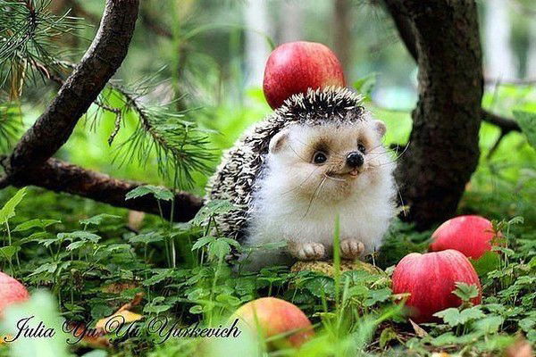 Светлана Аношко