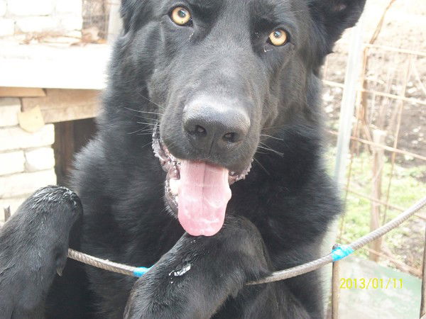 Владимир Аракелян