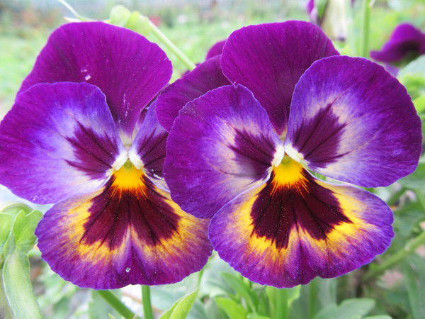 Альмира Гайнуллина