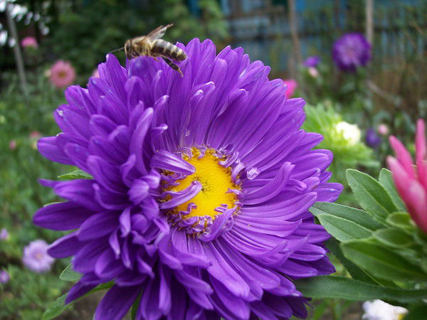 Елена Лысенко