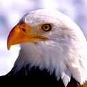 Gonoc Гаджиев