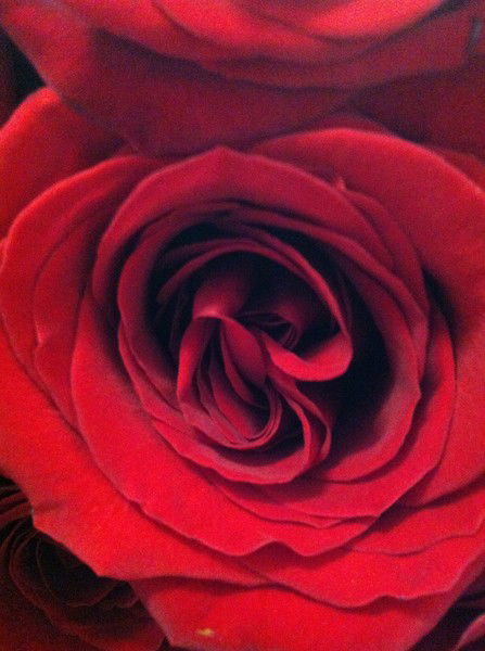 Ольга Жерикова