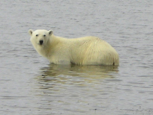 Александр Ваганов